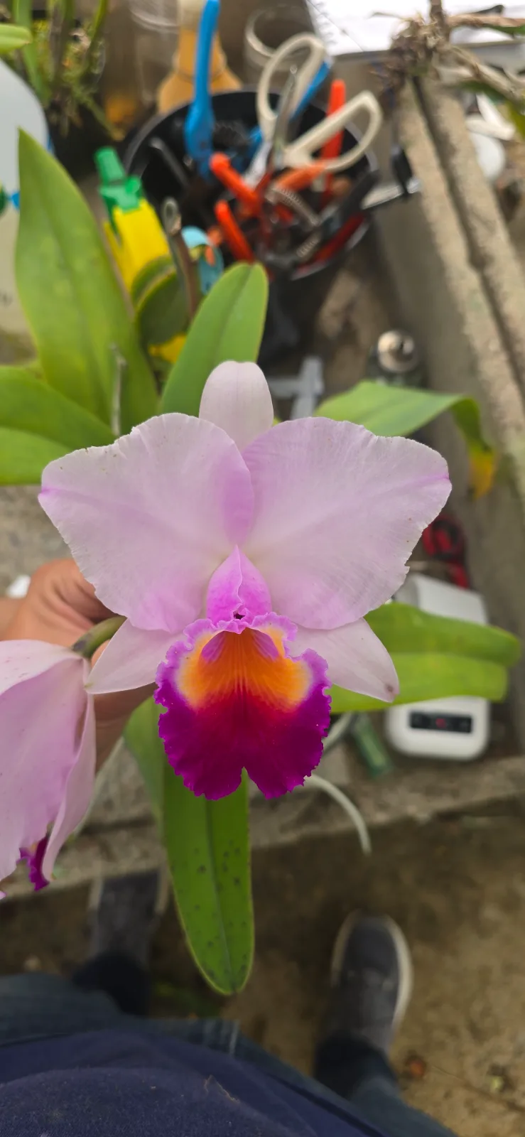 CATTLEYA QUADRICOLOR TIPO 'TETRAGONA'