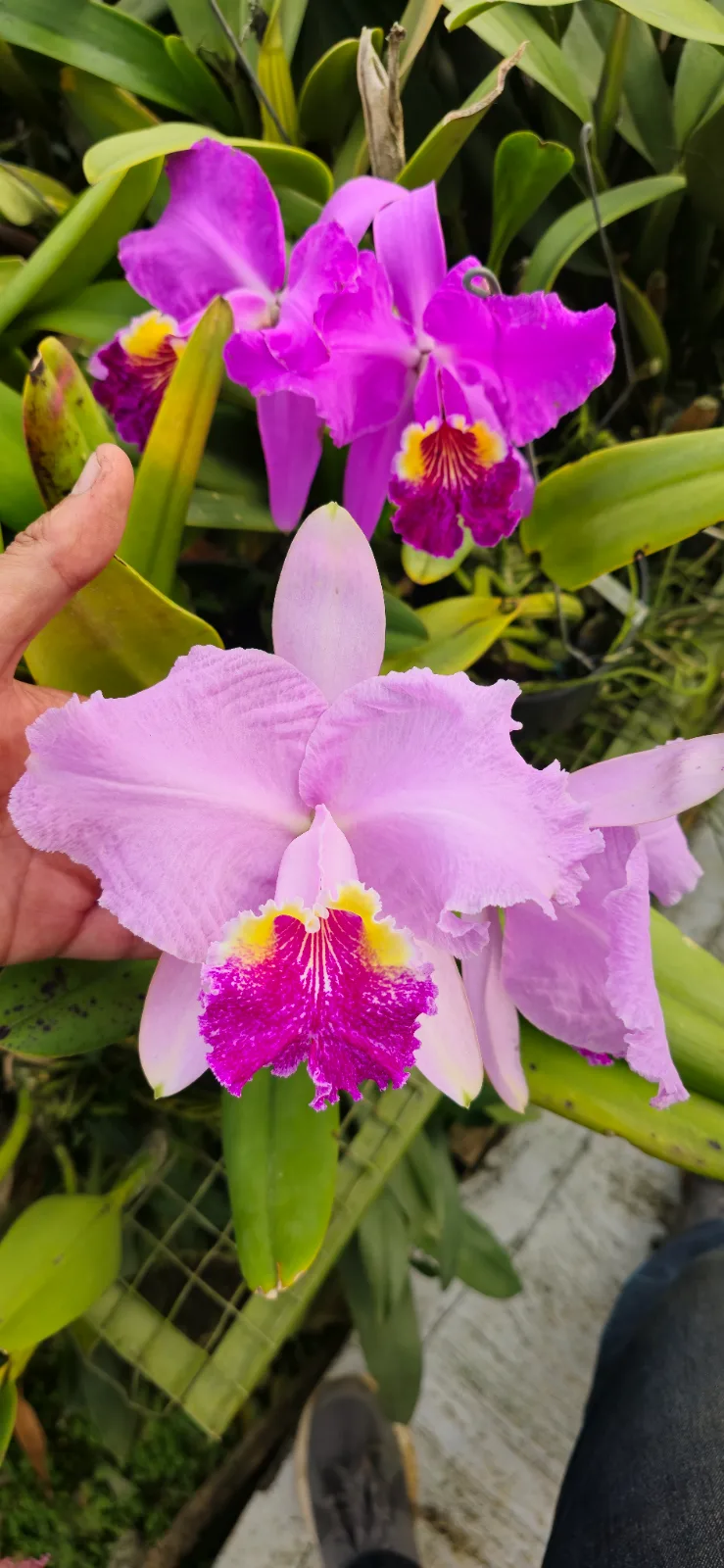 CATTLEYA LUEDDEMANIANA TIPO 'ALGODONOSA 01'