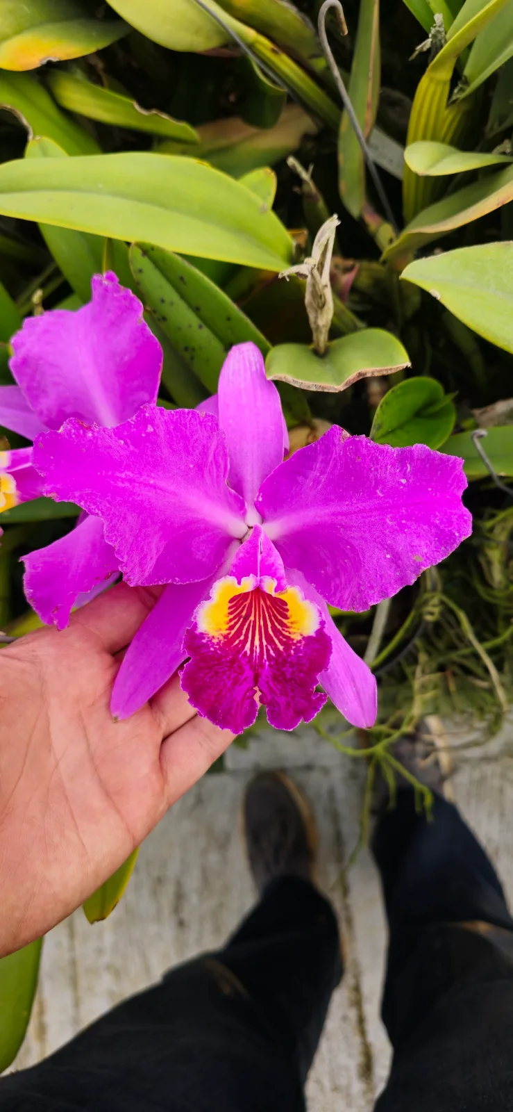 CATTLEYA LUEDDEMANIANA TIPO 'ACROBATA 02'
