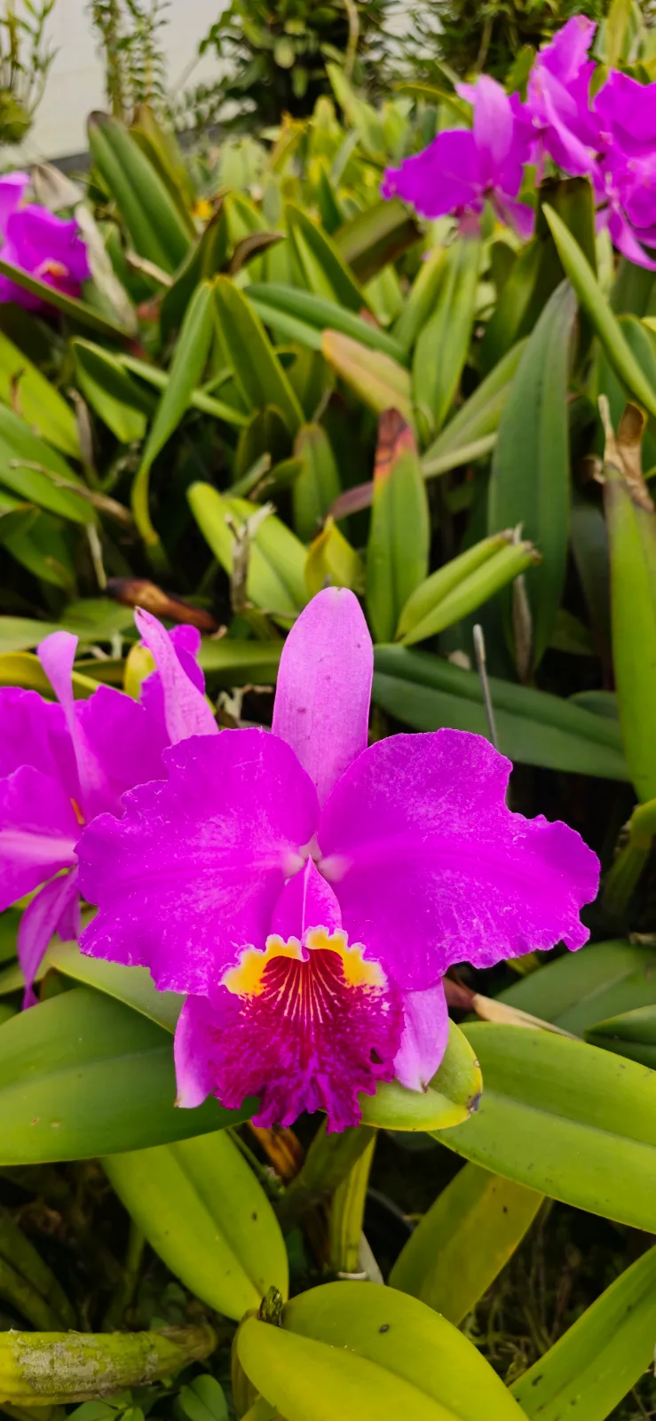 CATTLEYA LUEDDEMANIANA TIPO 'TARTUFA' 03'