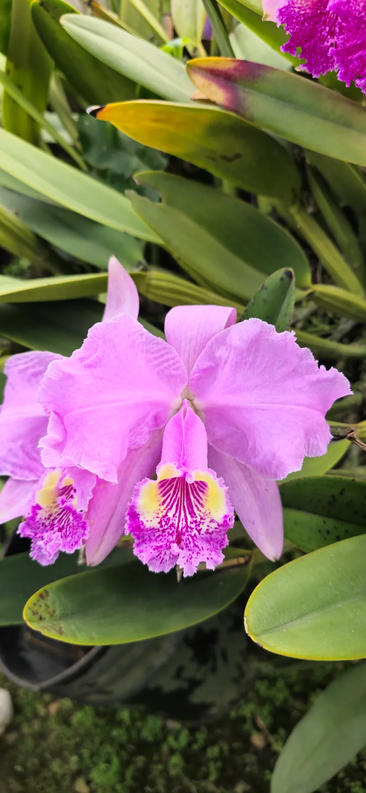 CATTLEYA LUEDDEMANIANA TIPO 'GOTERAS 05'