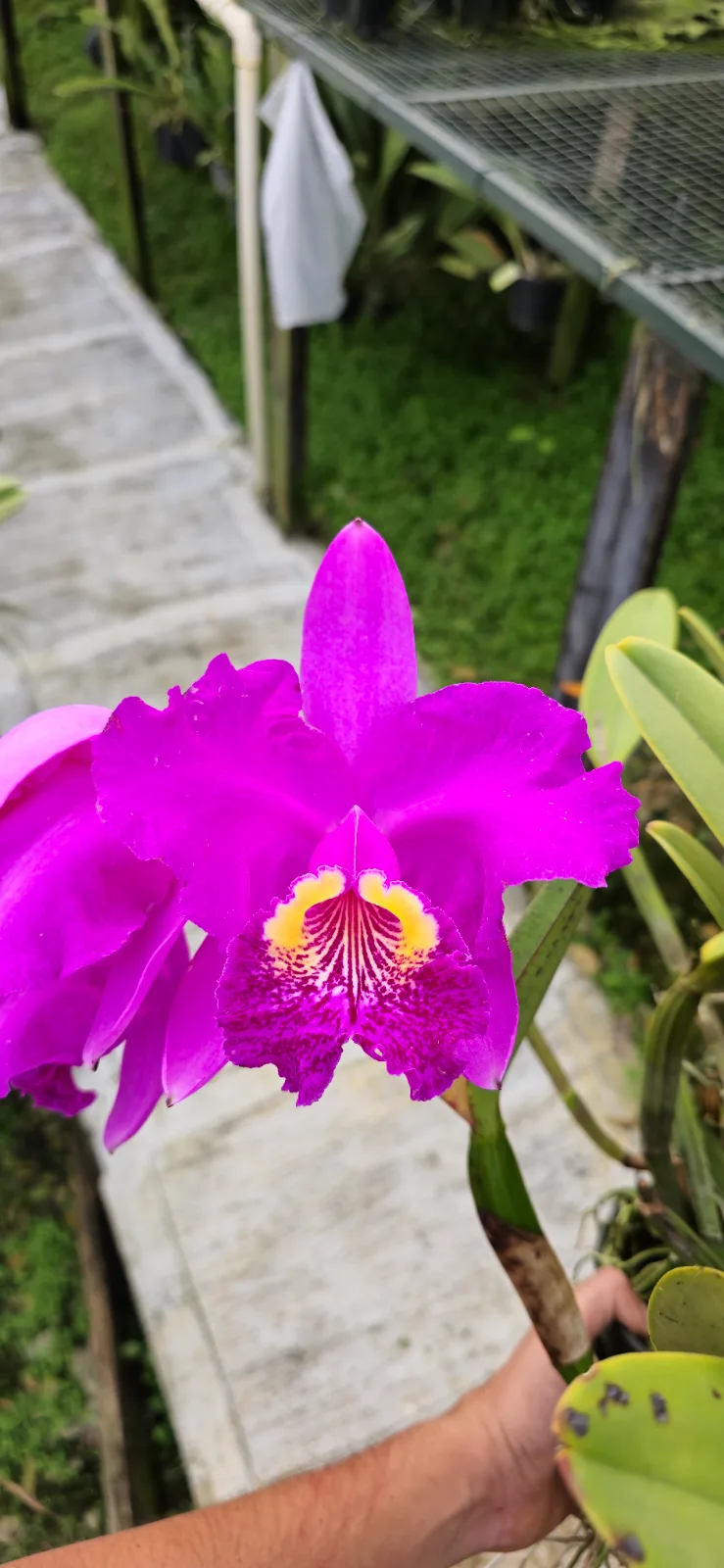 CATTLEYA LUEDDEMANIANA TIPO 'INSOLADA 6'