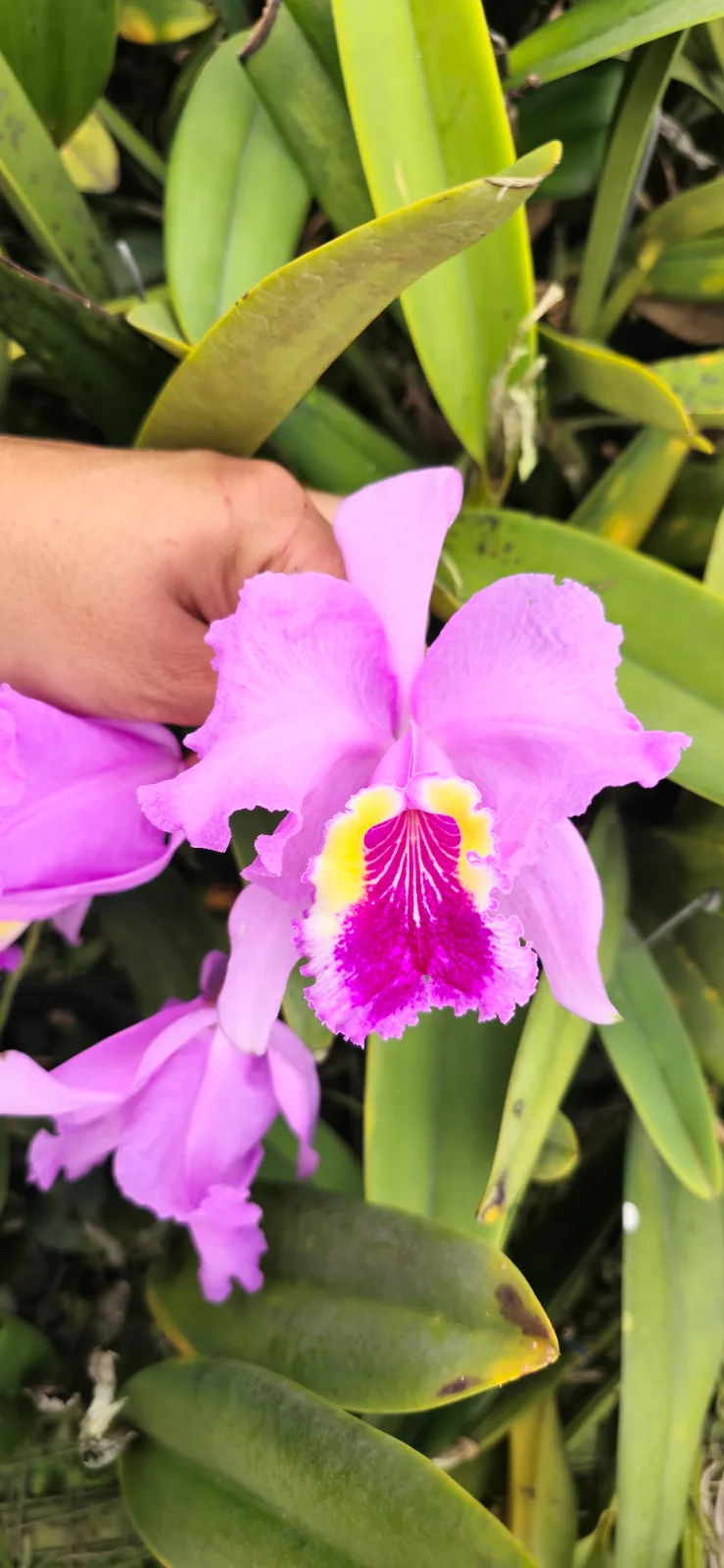 CATTLEYA LUEDDEMANIANA TIPO 'BUTACO 10'