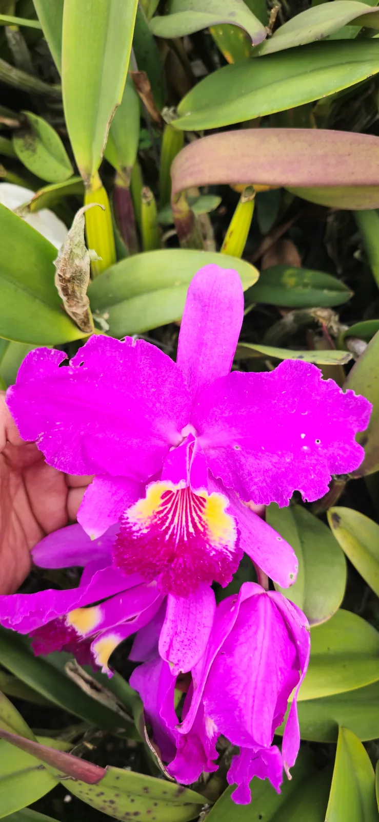 CATTLEYA LUEDDEMANIANA TIPO 'CANDELARIA 11'