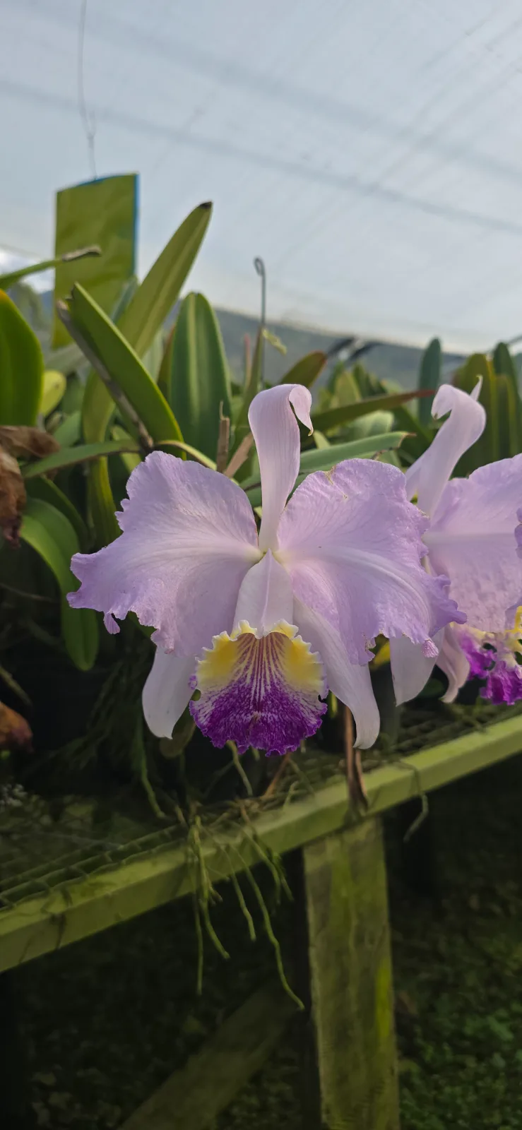 CATTLEYA LUEDDEMANIANA COERULEA 'MEJILLA AZUL 12'