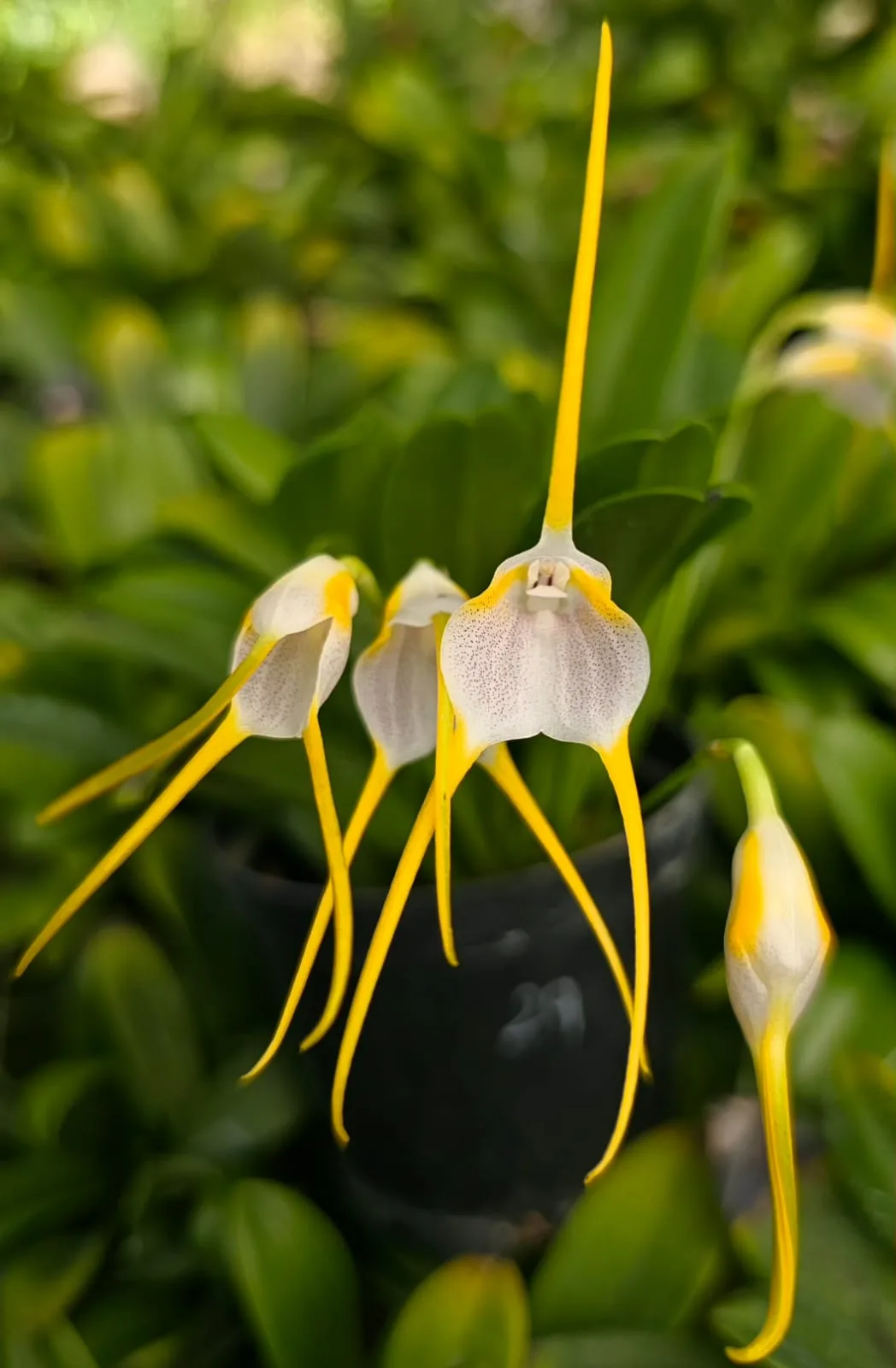MASDEVALLIA MEJIANA  