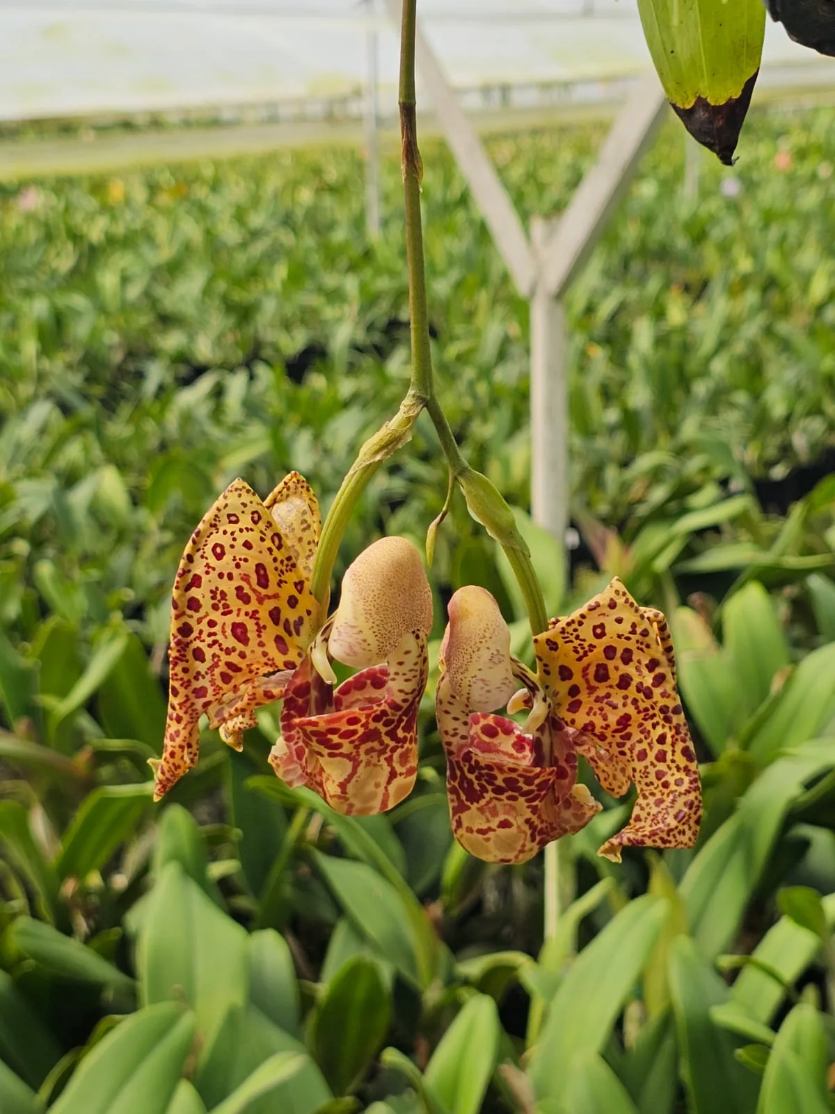 CORYANTHES AFIN PANAMENSE  'TARRA'