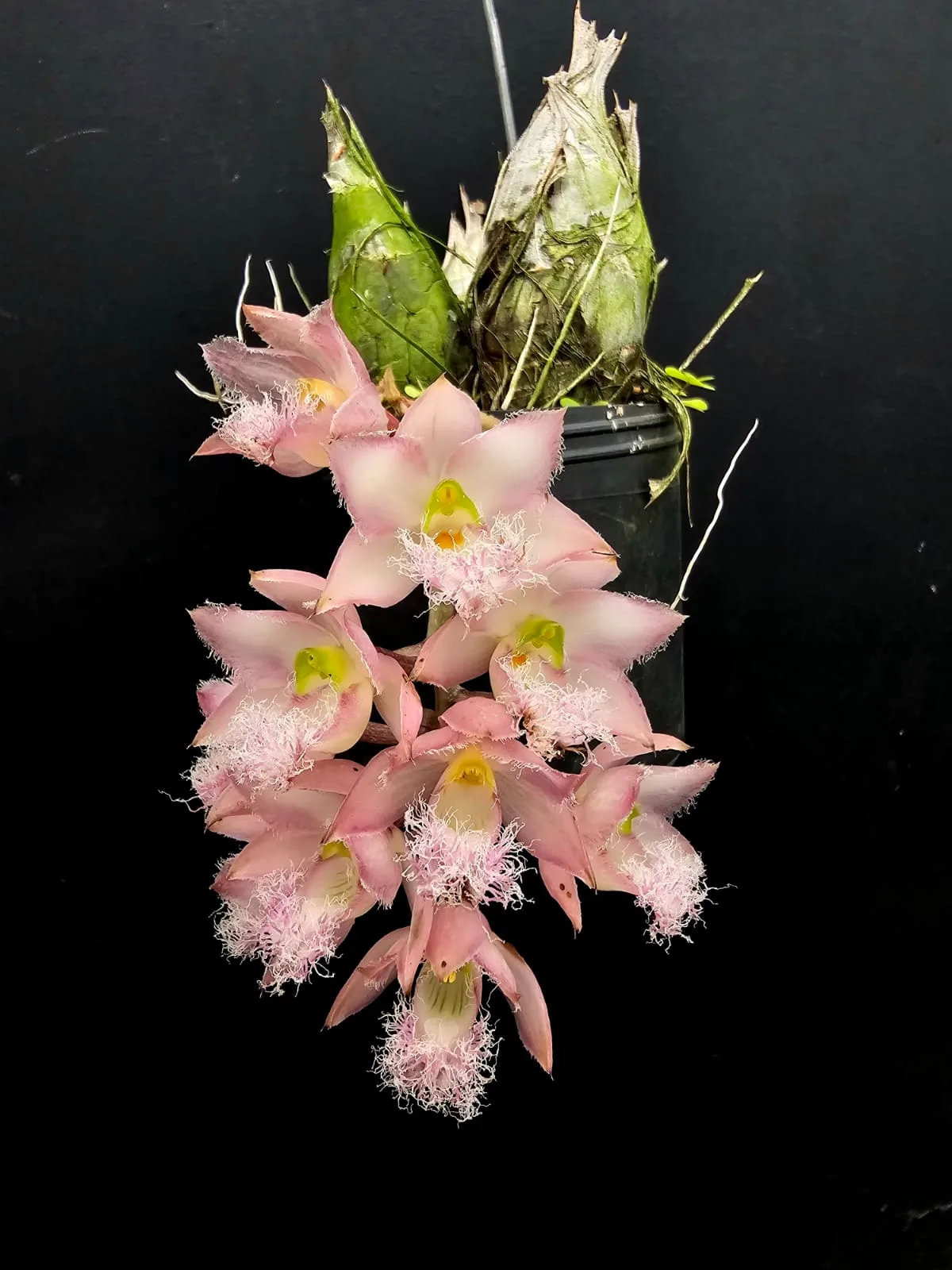 CLOWESIA ROSEA  'RUBORIZADA'