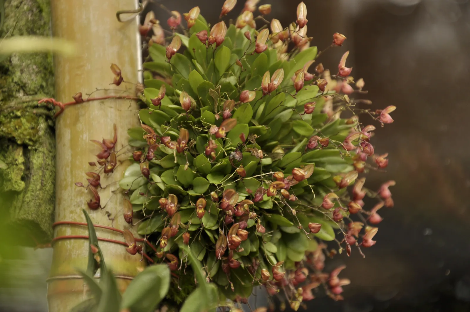 ACOSTAE COSTARRICENSIS  