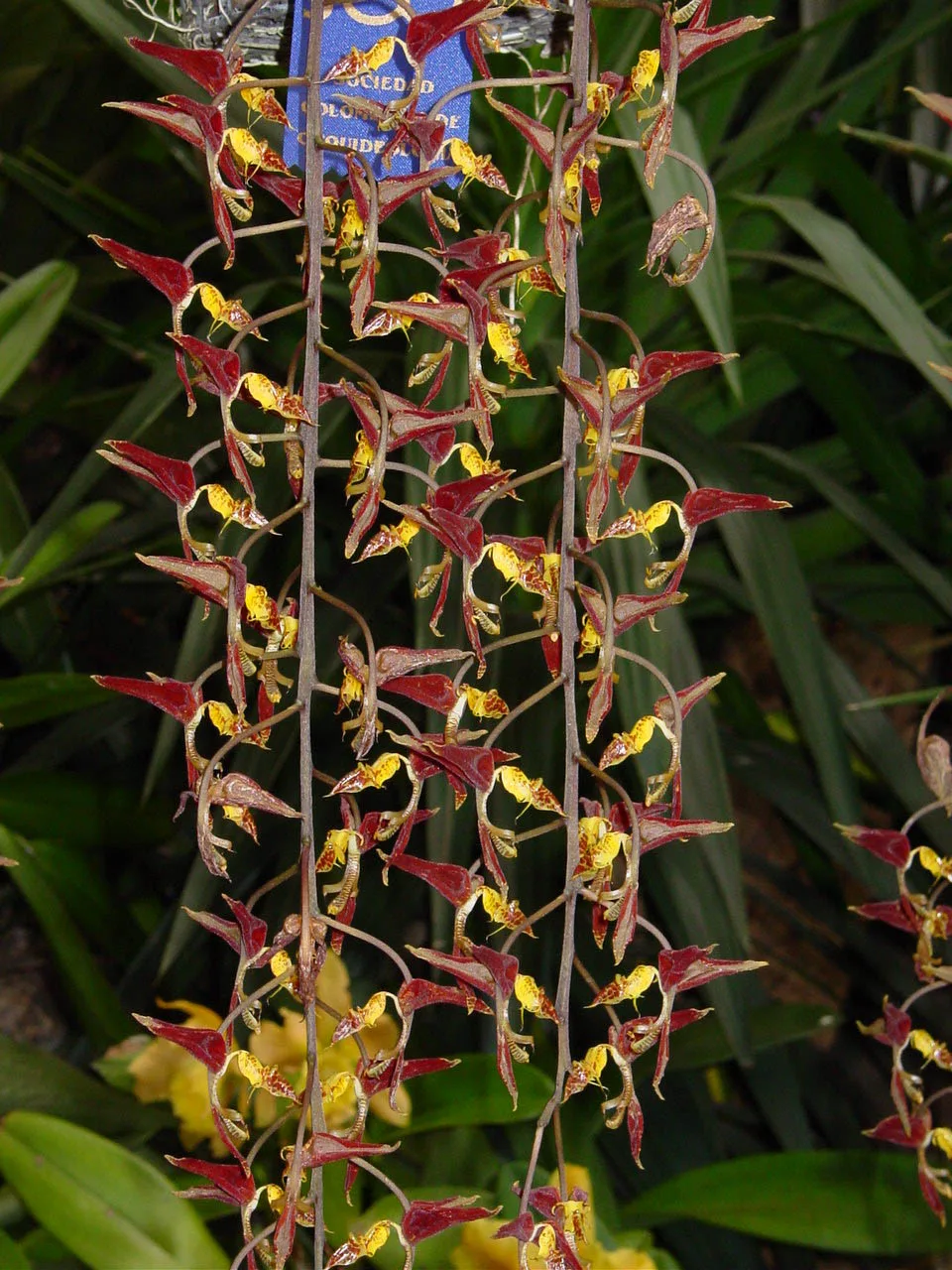 GONGORA ODORATISSIMA  