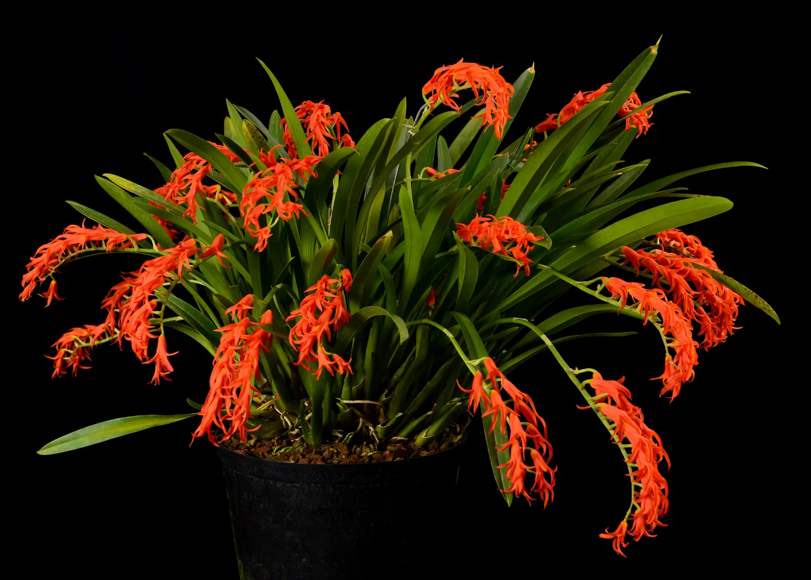 ADA AURANTIACA  