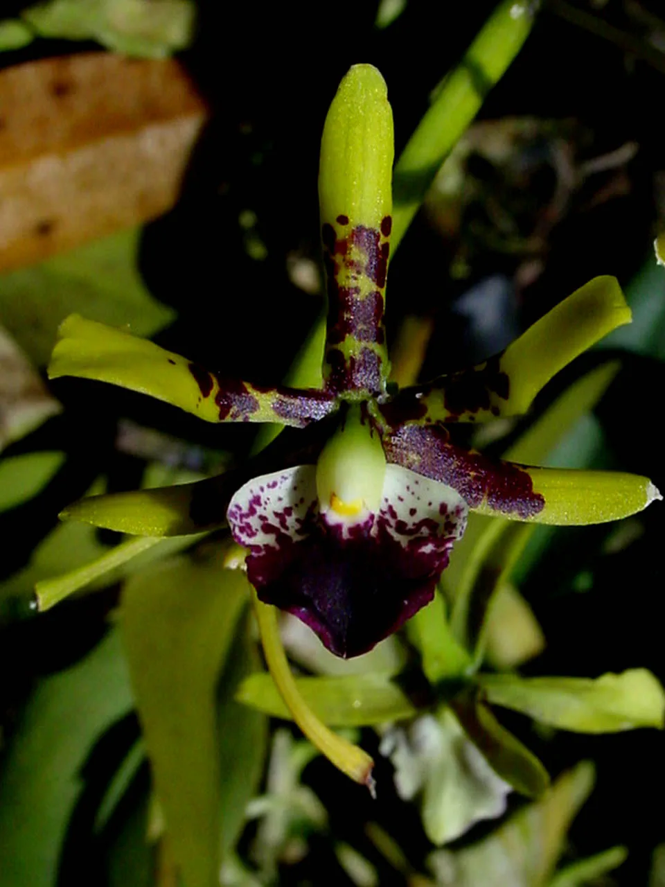 ANACHAELIUM SCEPTRUM  