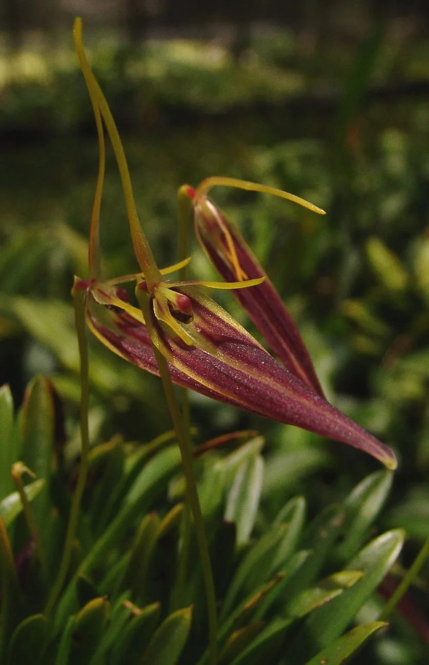 BARBOSELLA CUCULLATA  