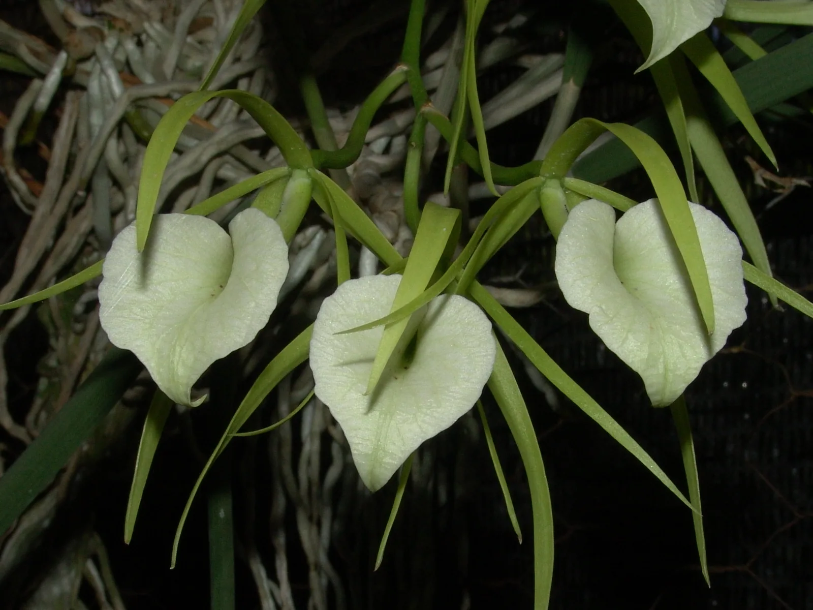 BRASSAVOLA NODOSA  