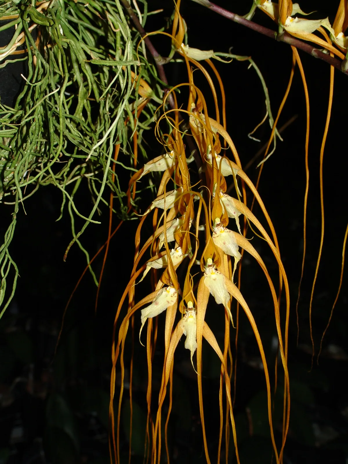 BRASSIA CAUDATA  