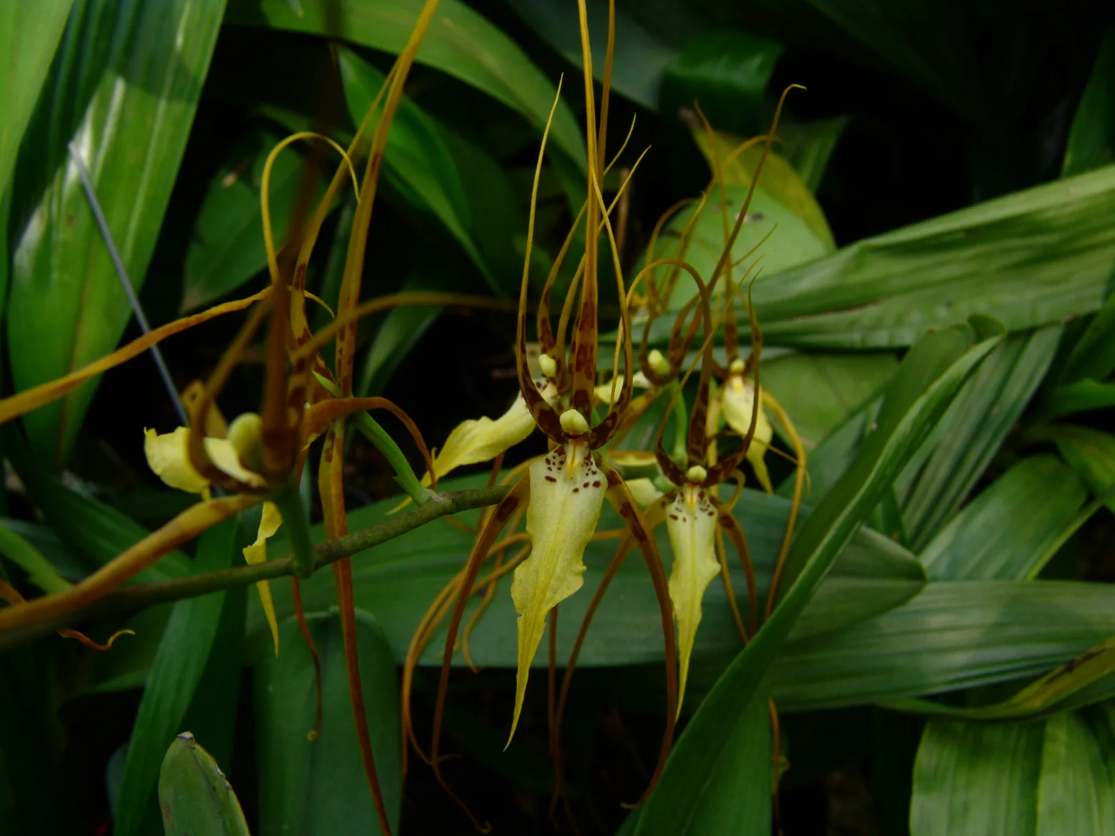 BRASSIA ANTHEROTES  