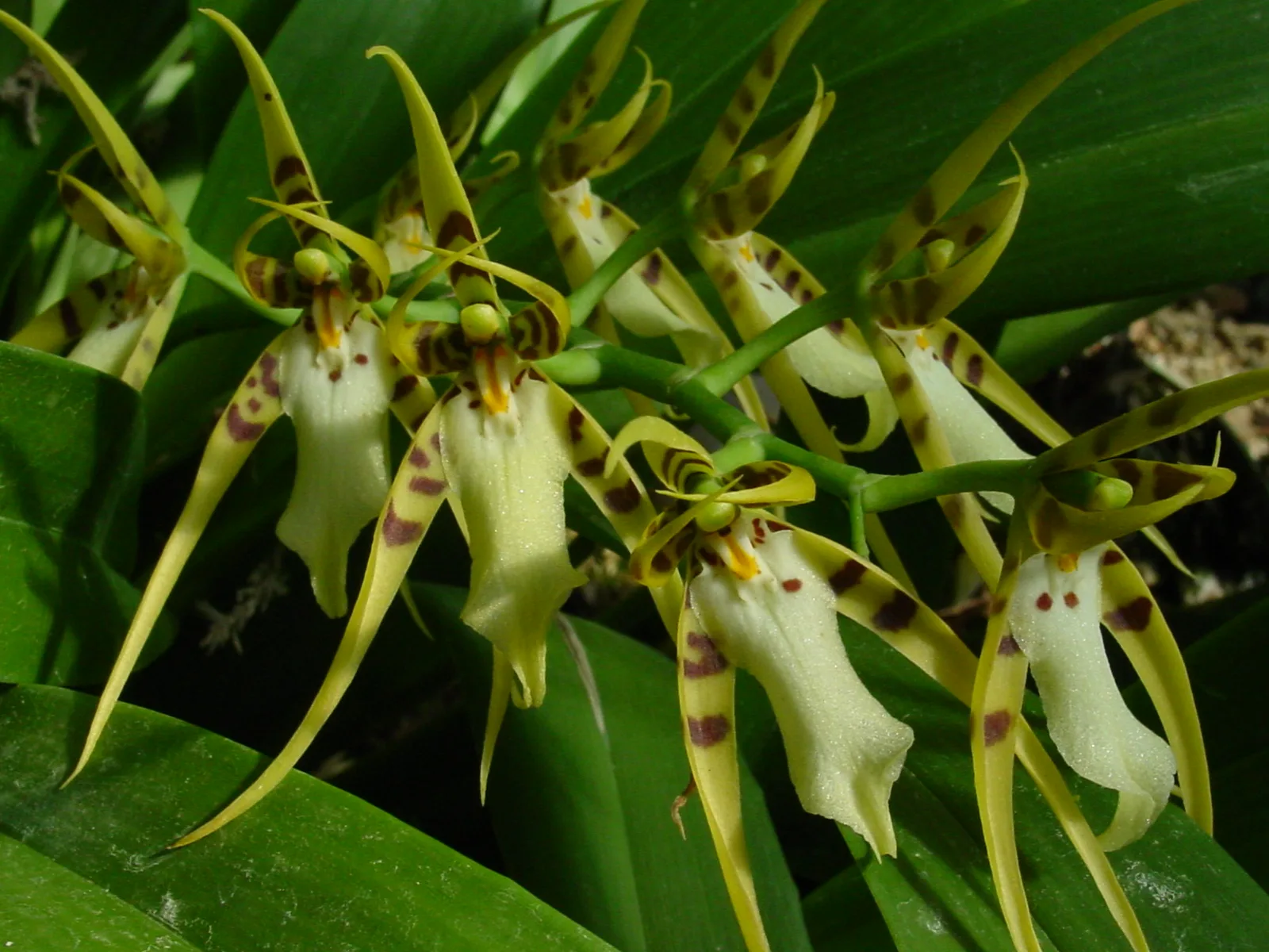 BRASSIA NEGLECTA  