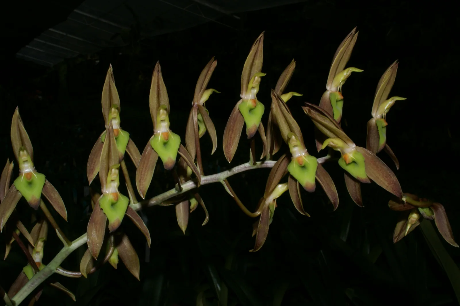 CATASETUM CALLOSUM  