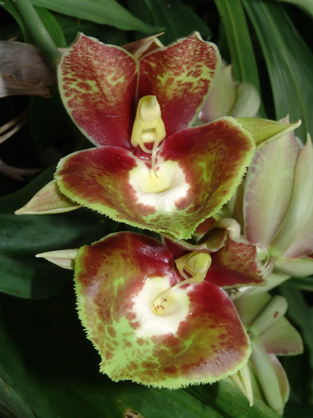 CATASETUM EXPANSUM  