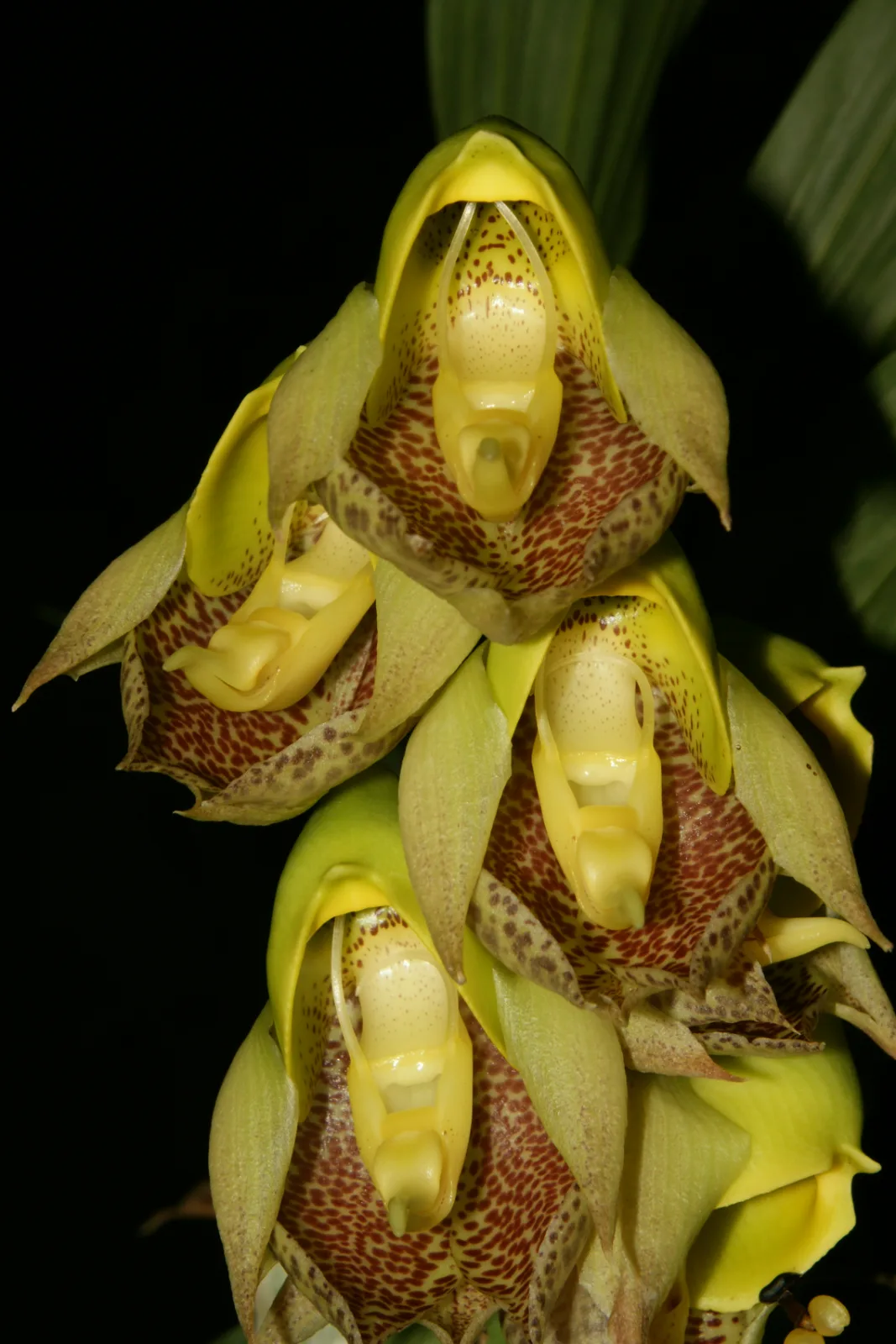 CATASETUM MACULATUM  