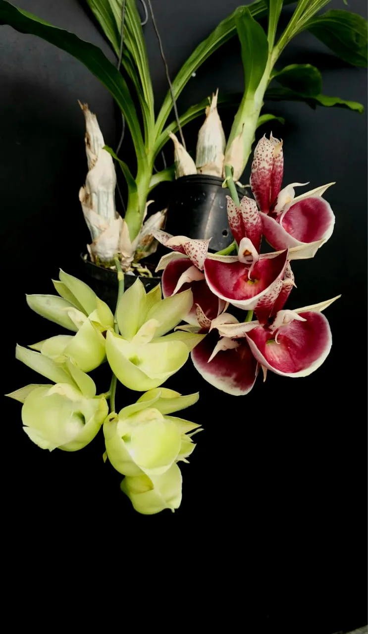 CATASETUM PILEATUM  