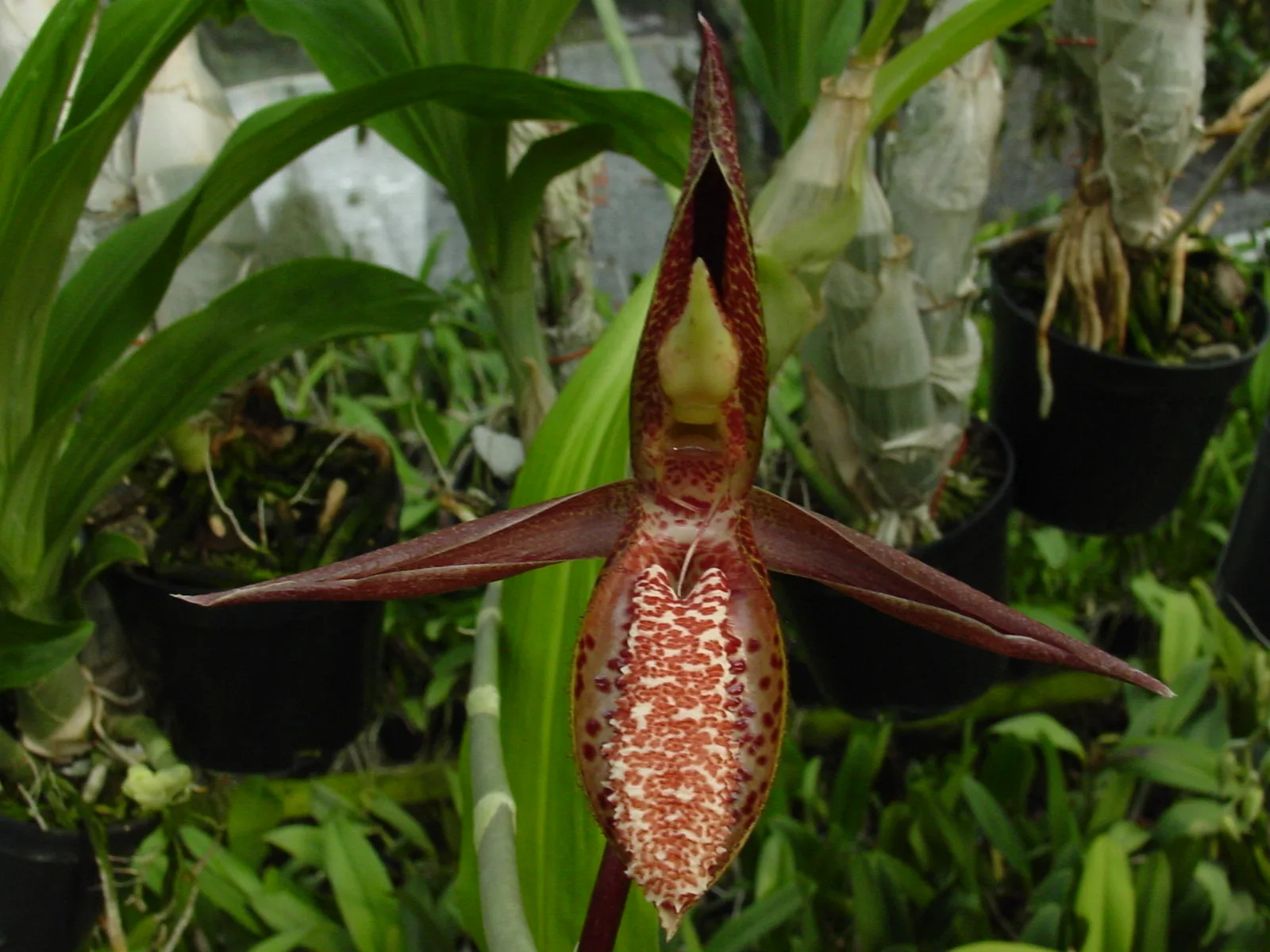 CATASETUM TABULARE  