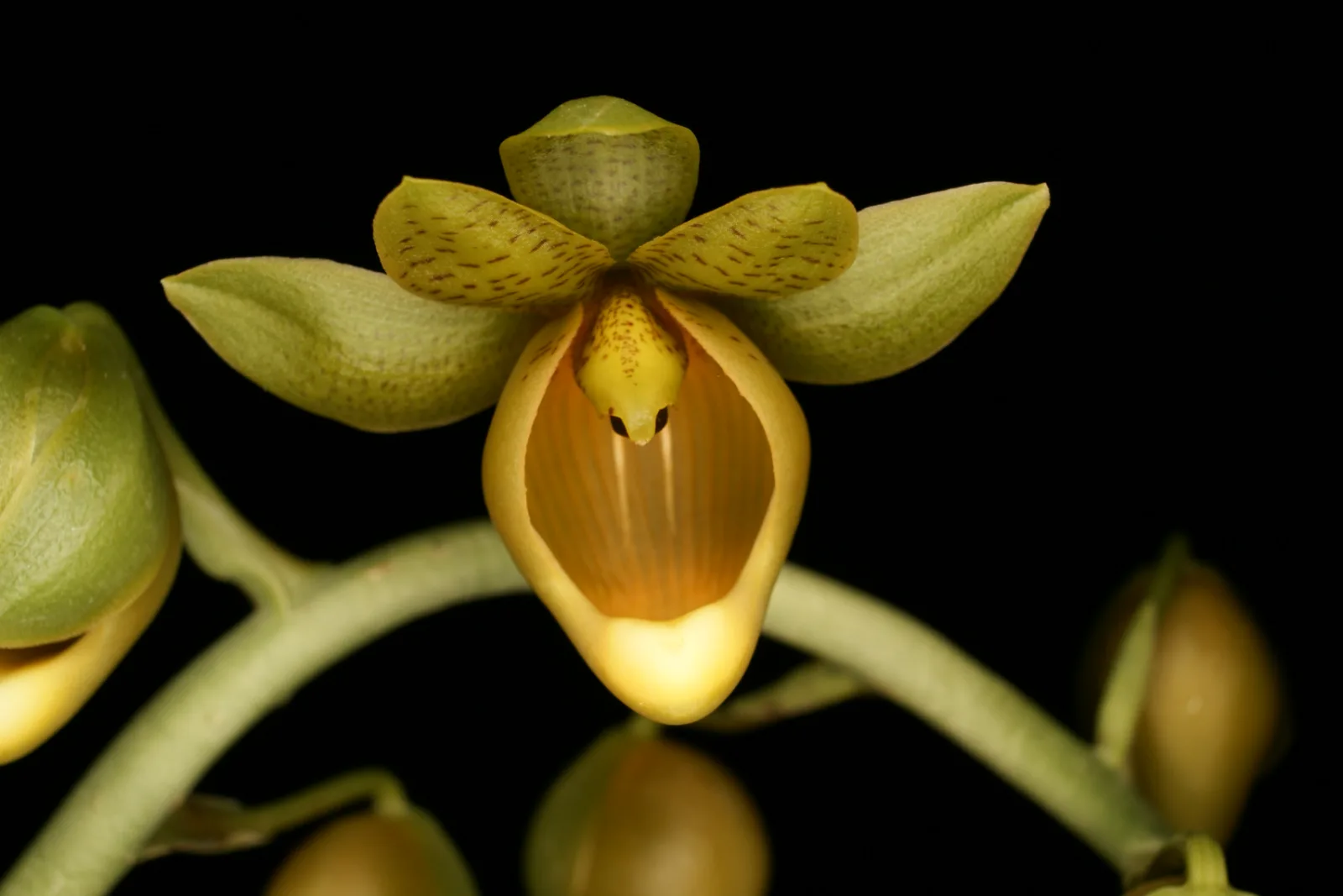 CATASETUM OCHRACEUM  