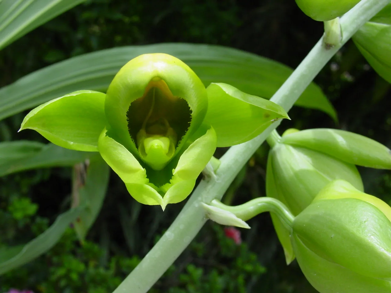 CATASETUM VIRIDIFLORUM  