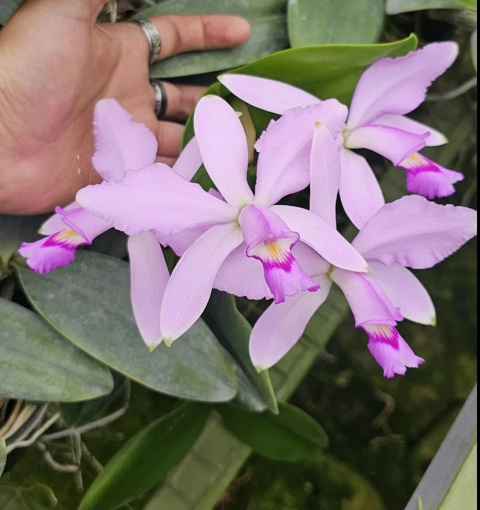 CATTLEYA VIOLACEA AMETISTINA 