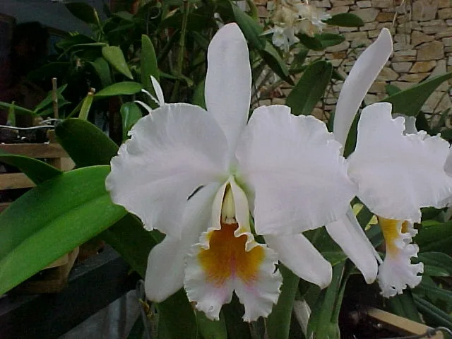 CATTLEYA PERCIVALIANA SEMI-ALBA 