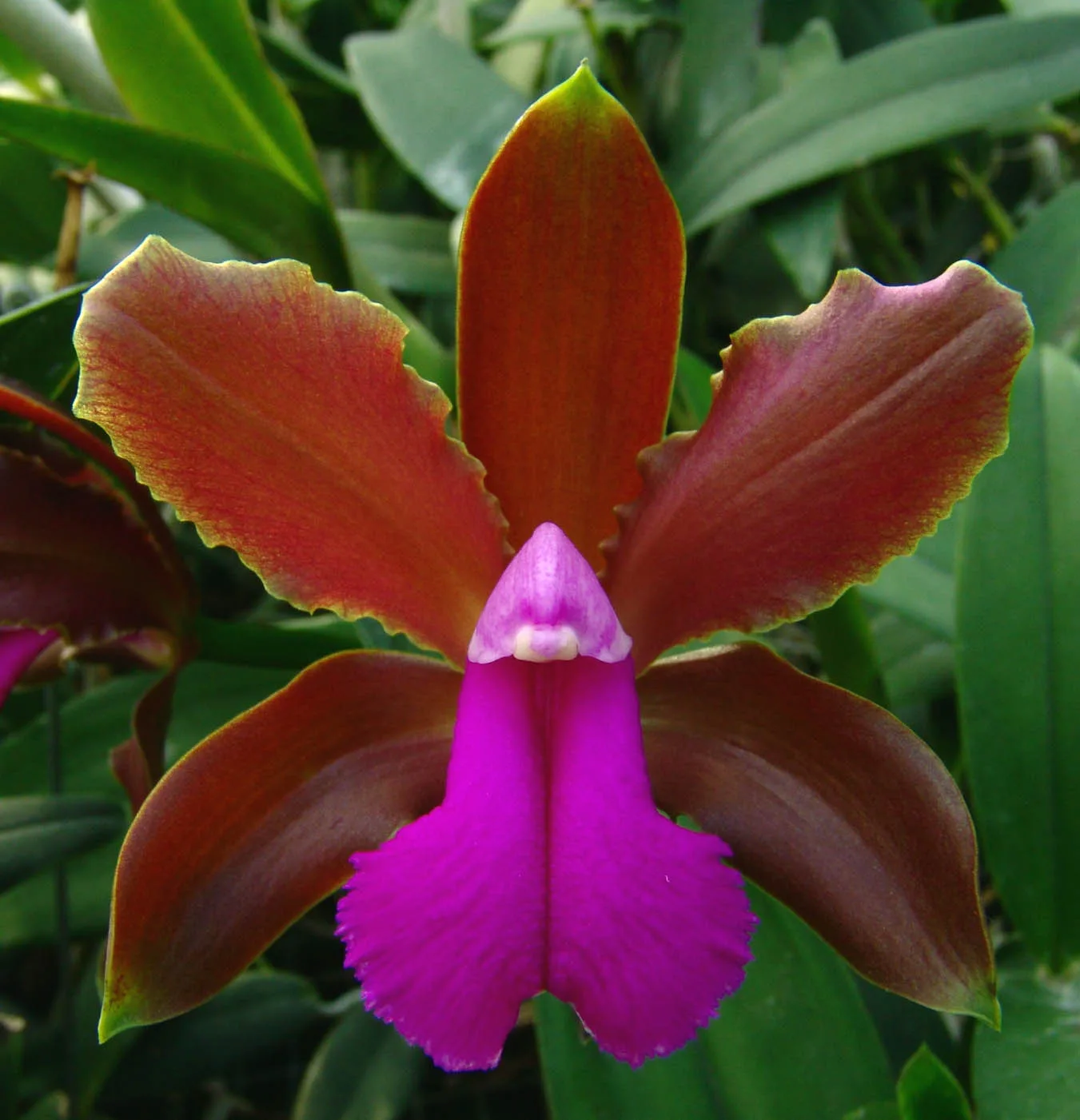 CATTLEYA BICOLOR  