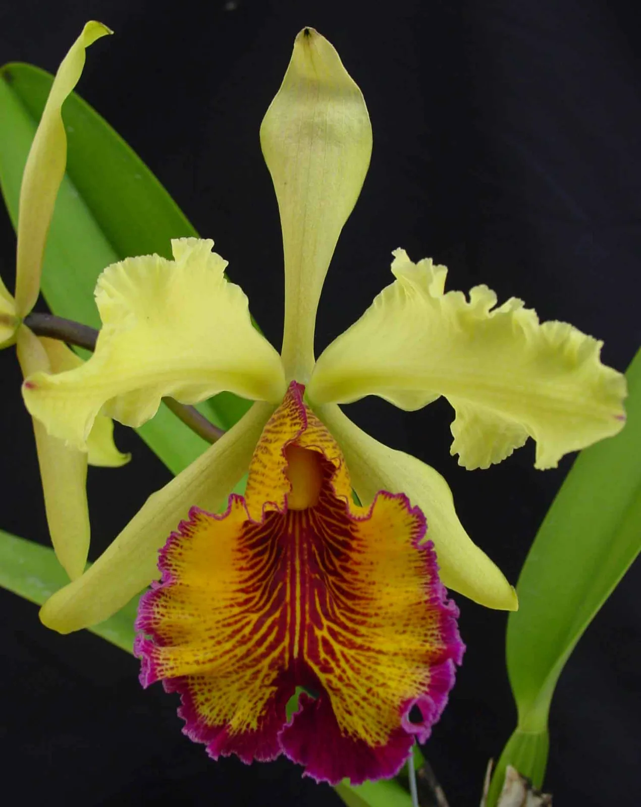 CATTLEYA DOWIANA TIPO 