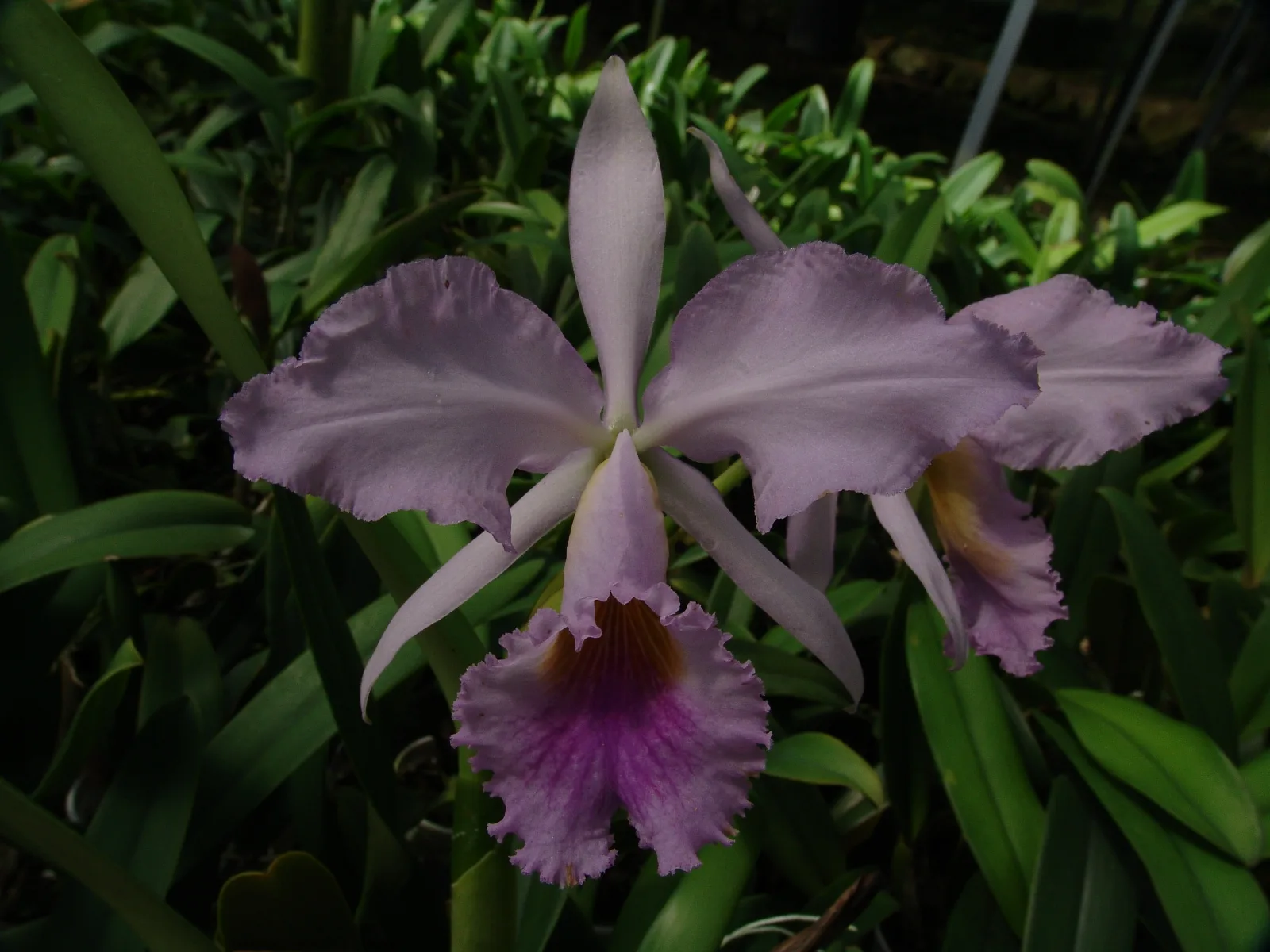 CATTLEYA JEMANII COERULEA 