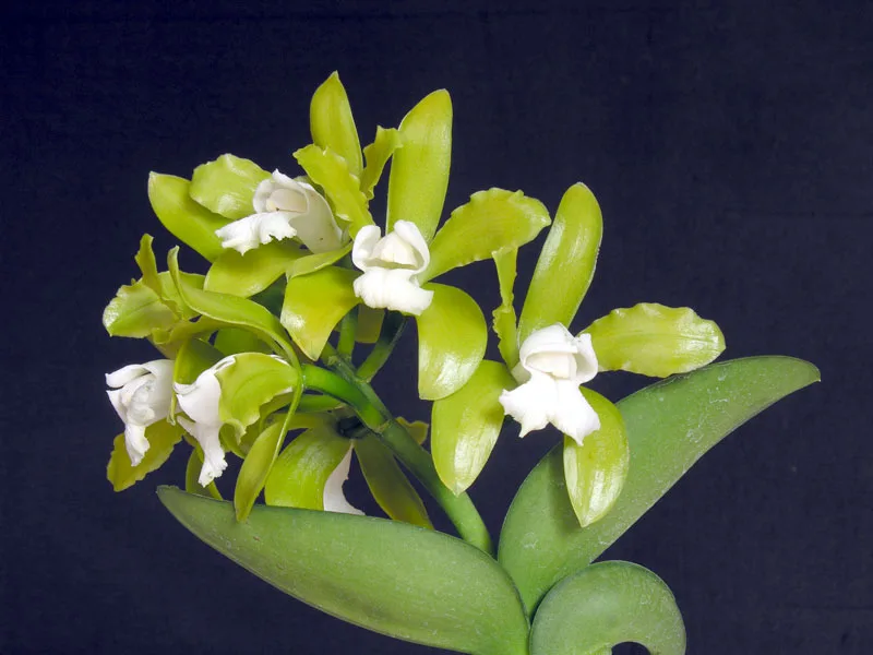 CATTLEYA LEOPOLDII ALBA 