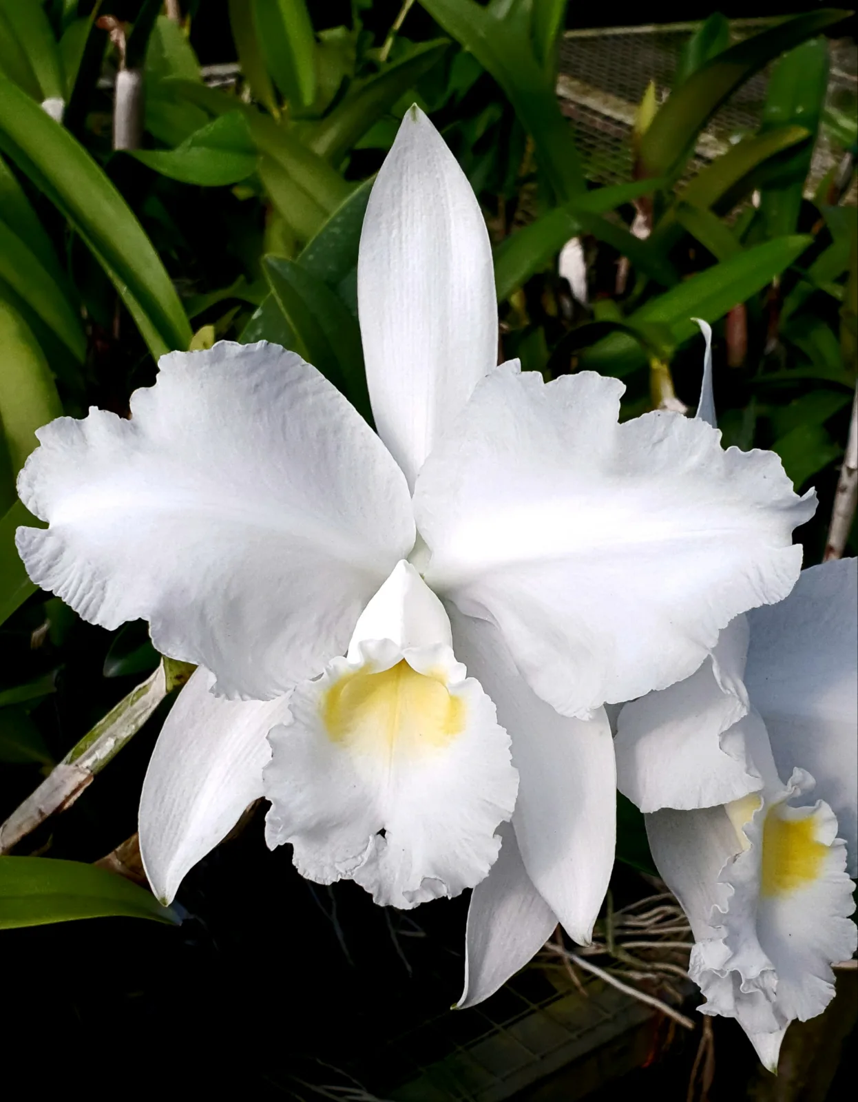 CATTLEYA LUEDDEMANIANA ALBA 