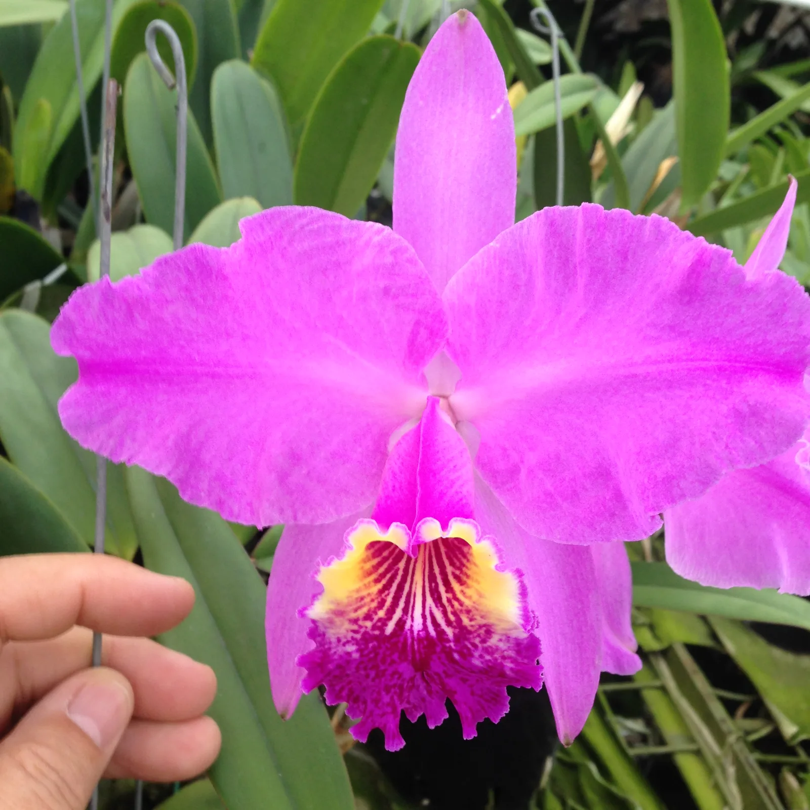 CATTLEYA LUEDDEMANIANA TIPO 