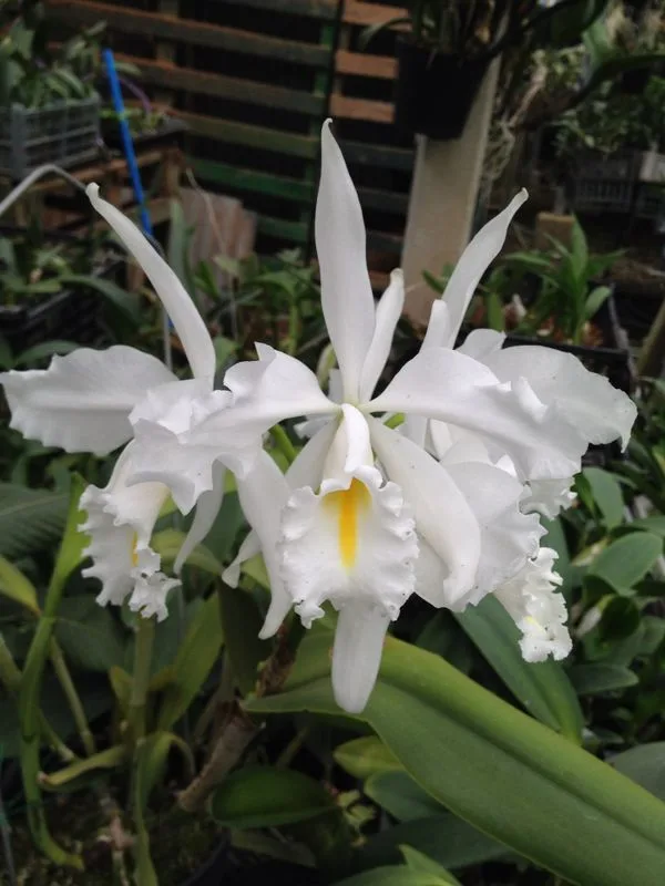 CATTLEYA MAXIMA ALBA 