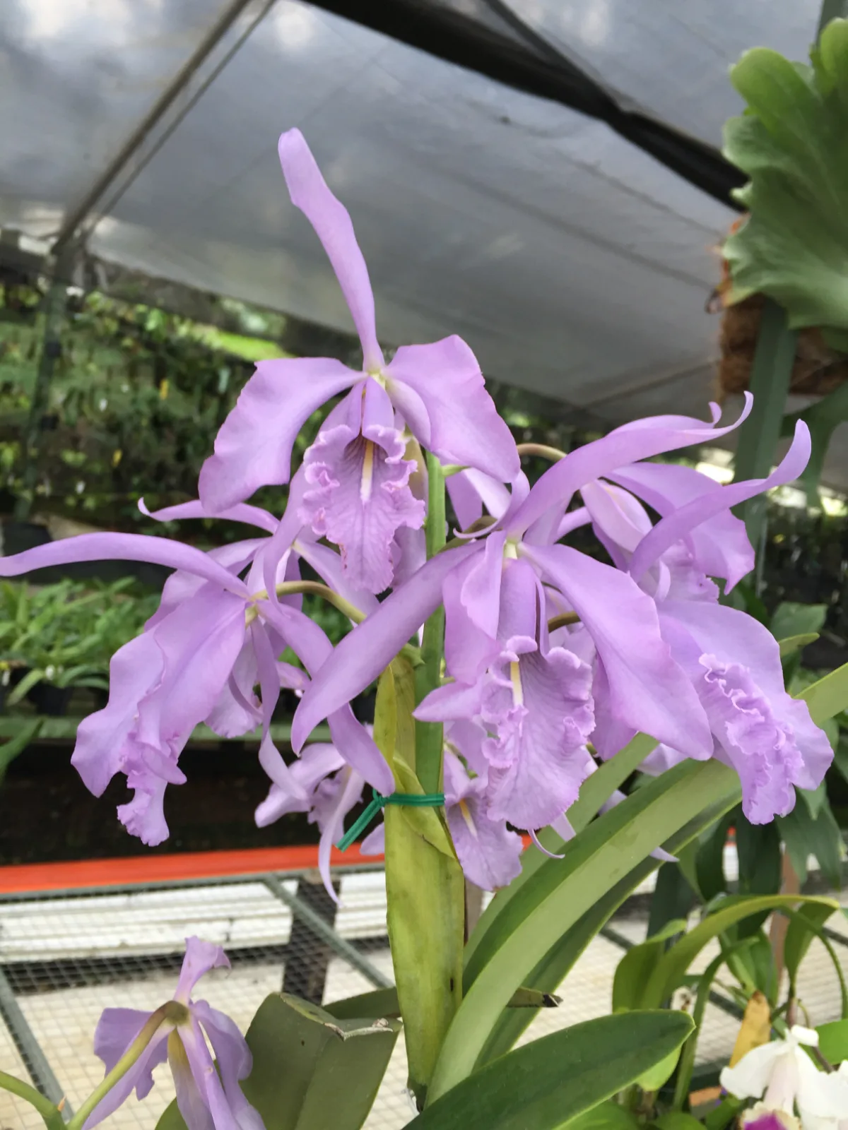 CATTLEYA MAXIMA COERULEA 