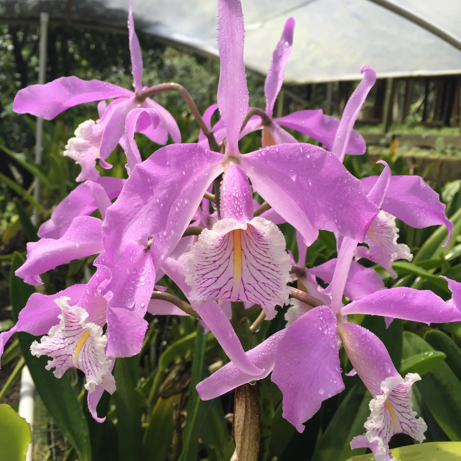 CATTLEYA MAXIMA CONCOLOR 