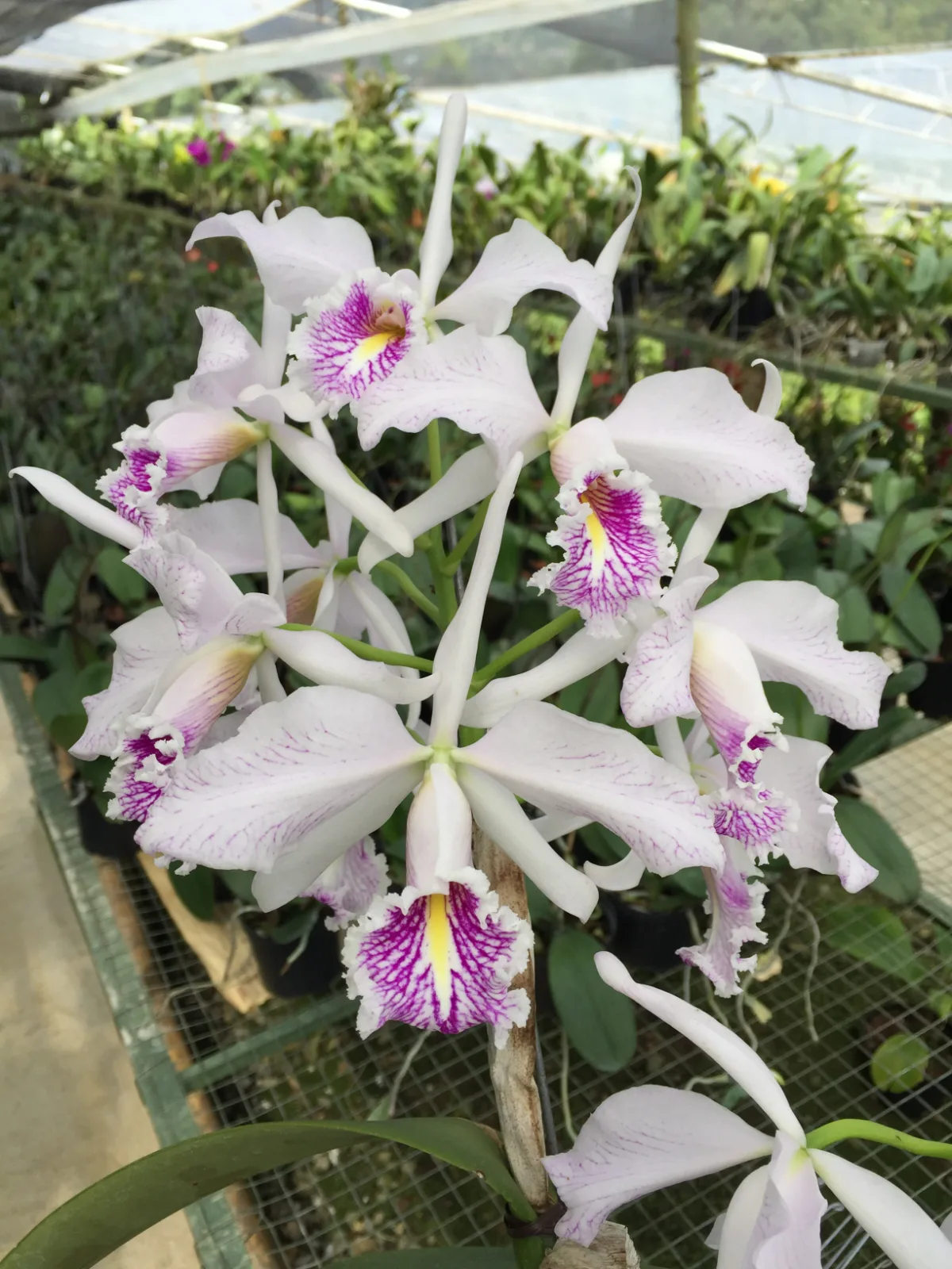 CATTLEYA MAXIMA SEMI-ALBA 'STRIATA'