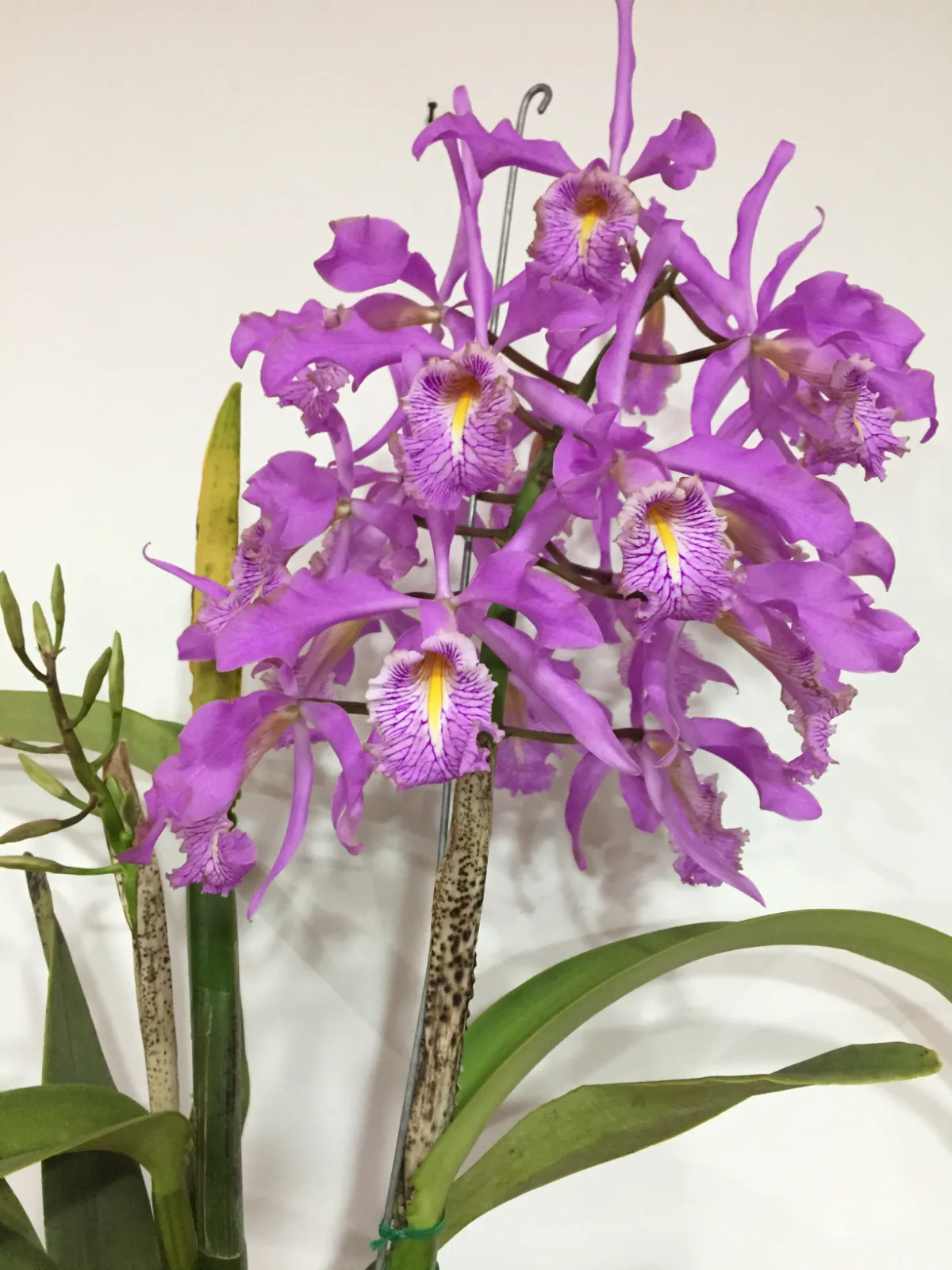 CATTLEYA MAXIMA TIPO 