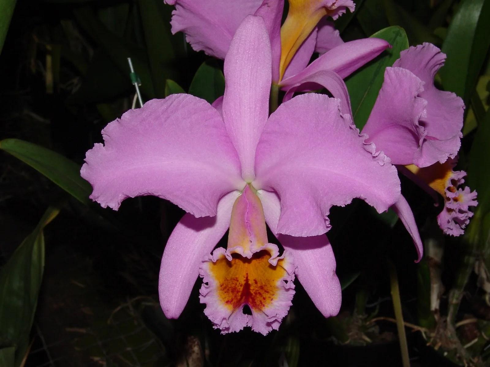 CATTLEYA PERCIVALIANA TIPO 