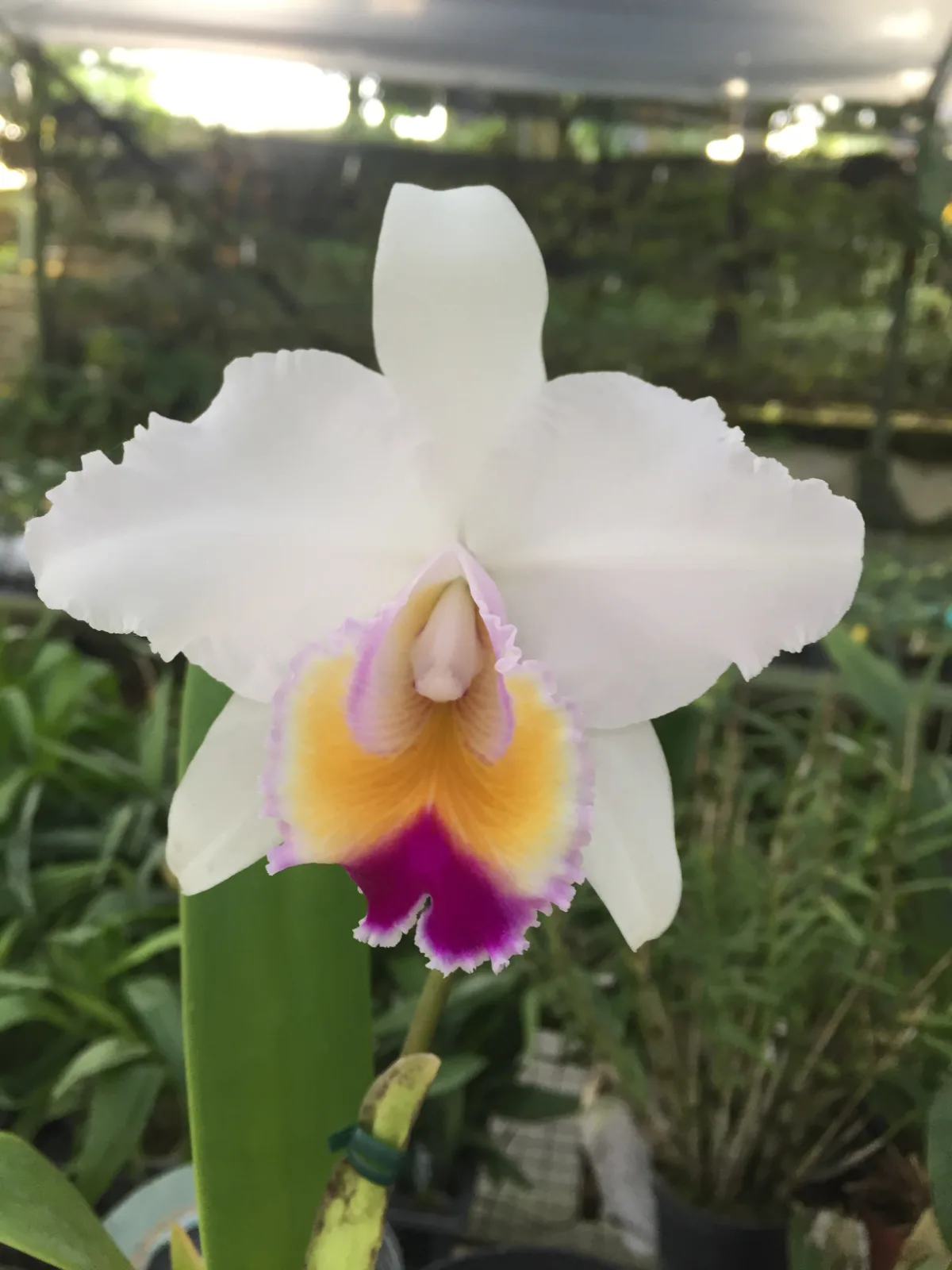 CATTLEYA QUADRICOLOR TIPO 