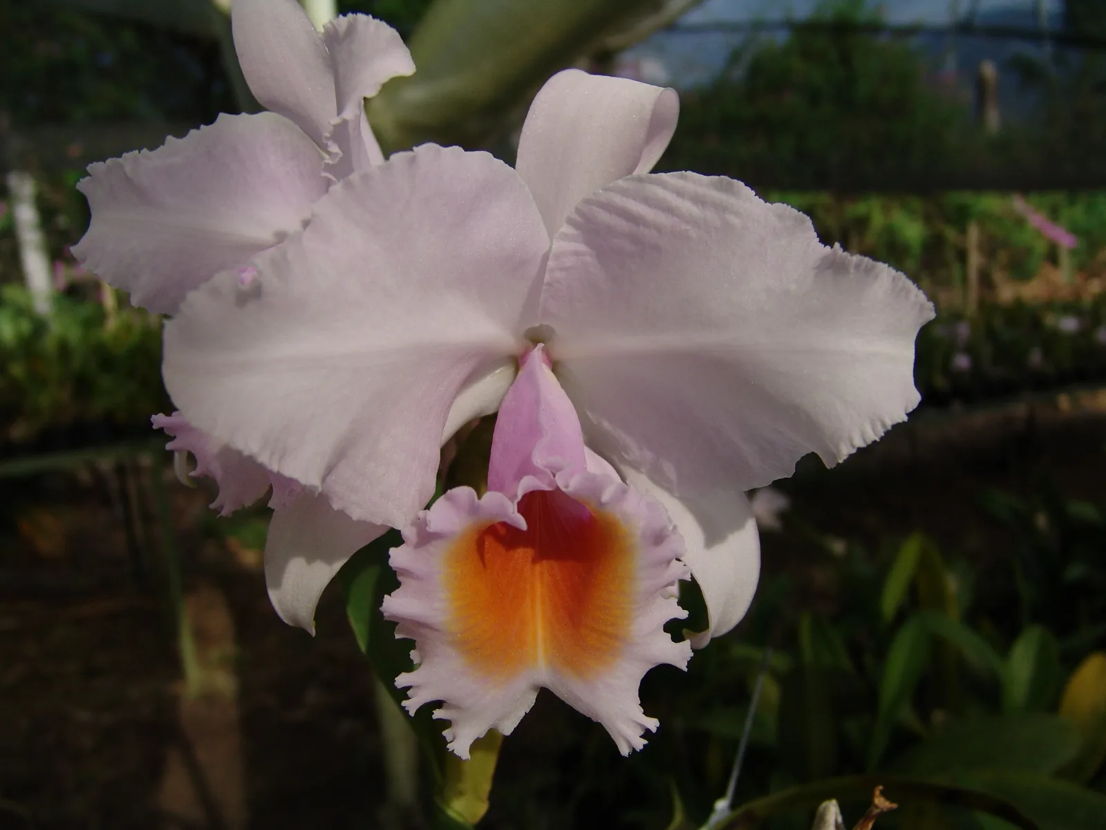 CATTLEYA SCHROEDERAE TIPO 