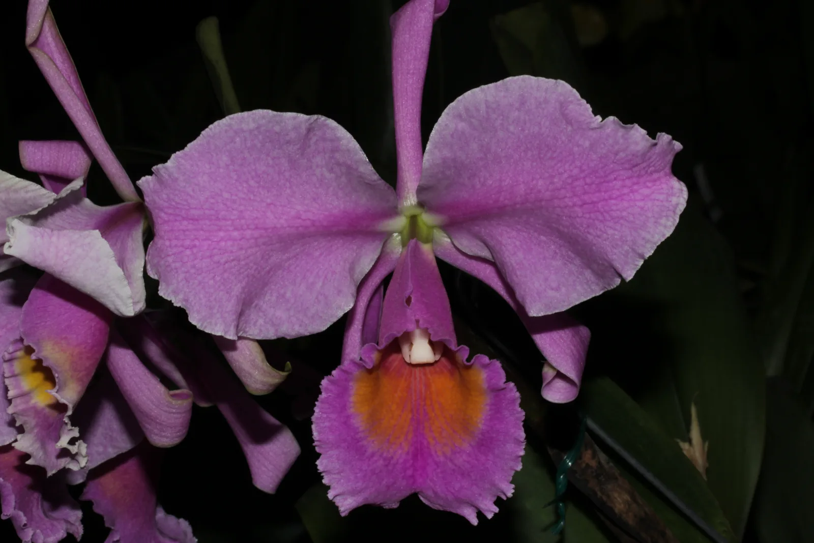 CATTLEYA SCHROEDERAE TIPO 'DARK'