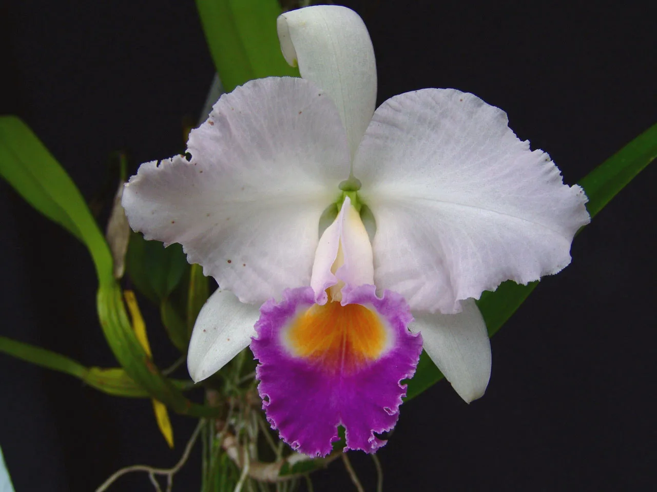 CATTLEYA TRIANAE COERULEA 