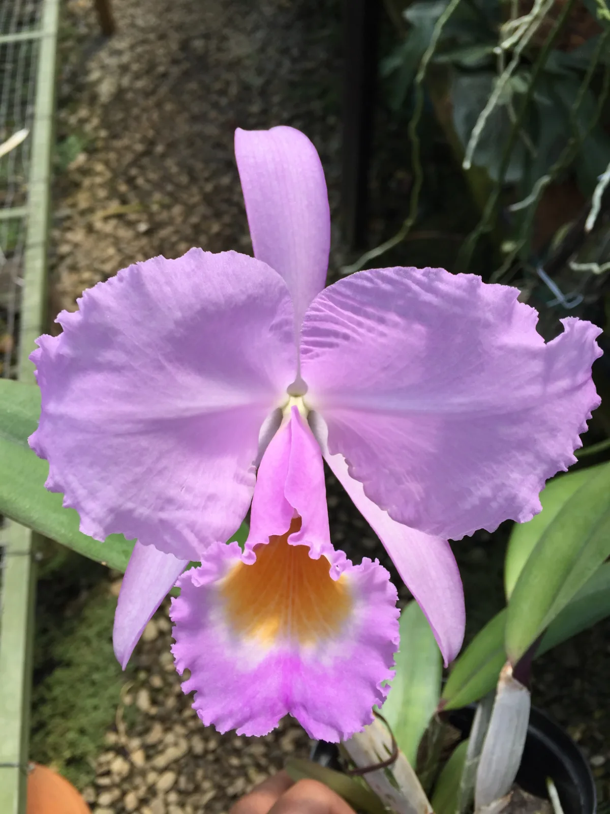 CATTLEYA TRIANAE CONCOLOR 