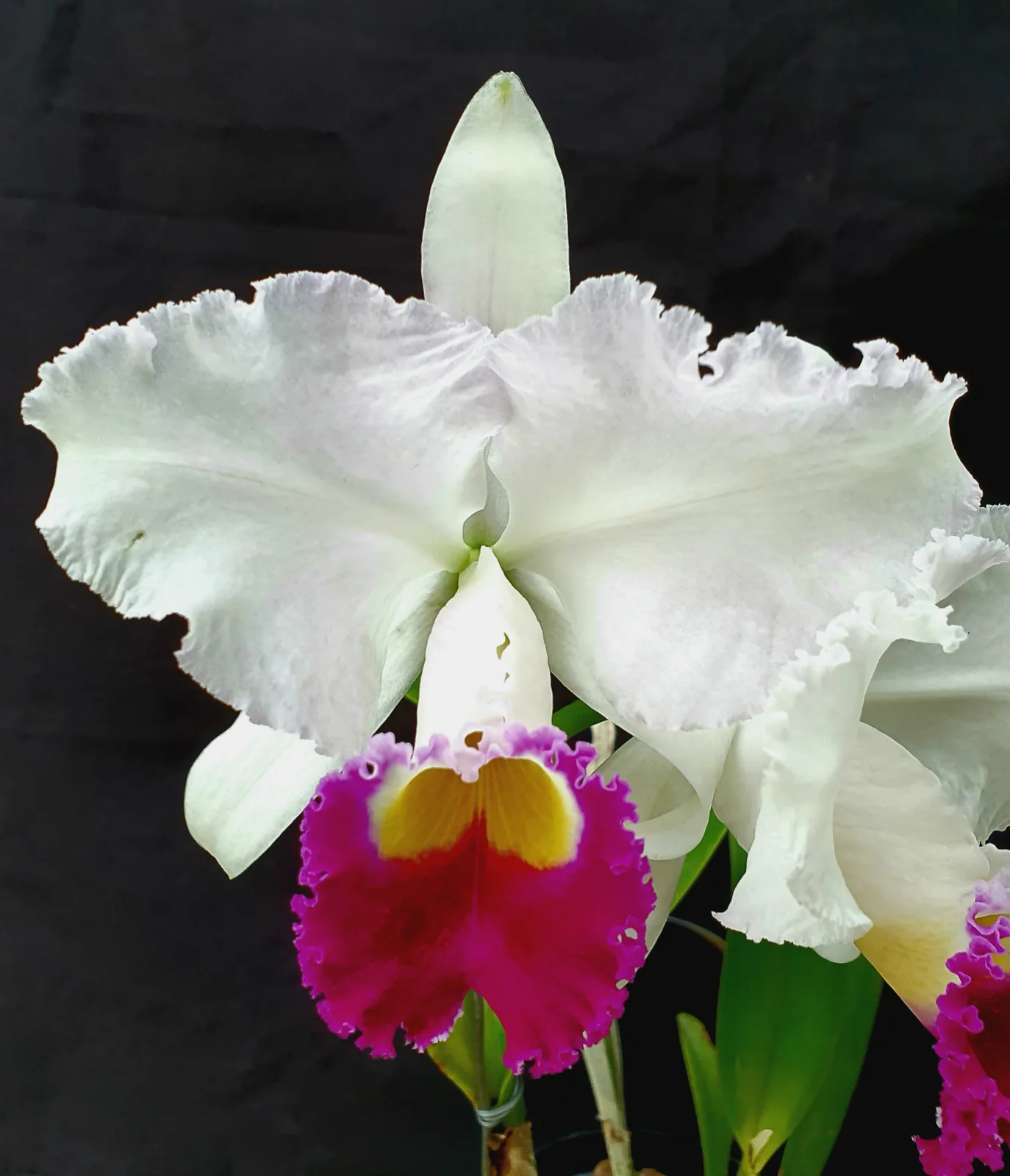 CATTLEYA TRIANAE SEMI-ALBA 