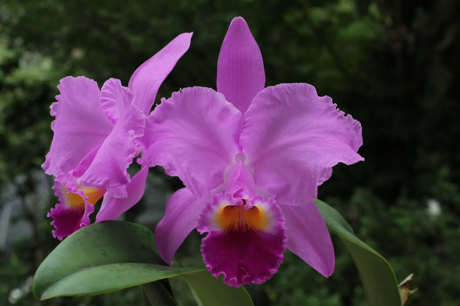 CATTLEYA TRIANAE TIPO 