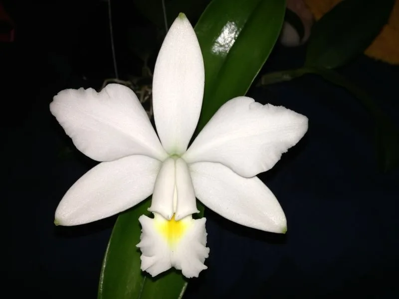 CATTLEYA VIOLACEA ALBA 